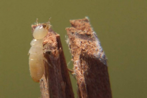 Bijeli mravi, oni su termiti Bijeli mravi, oni su termiti